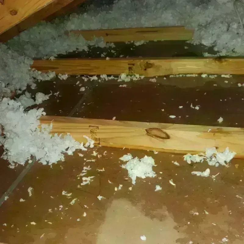 Attic Water Damage in West Palm Beach, FL