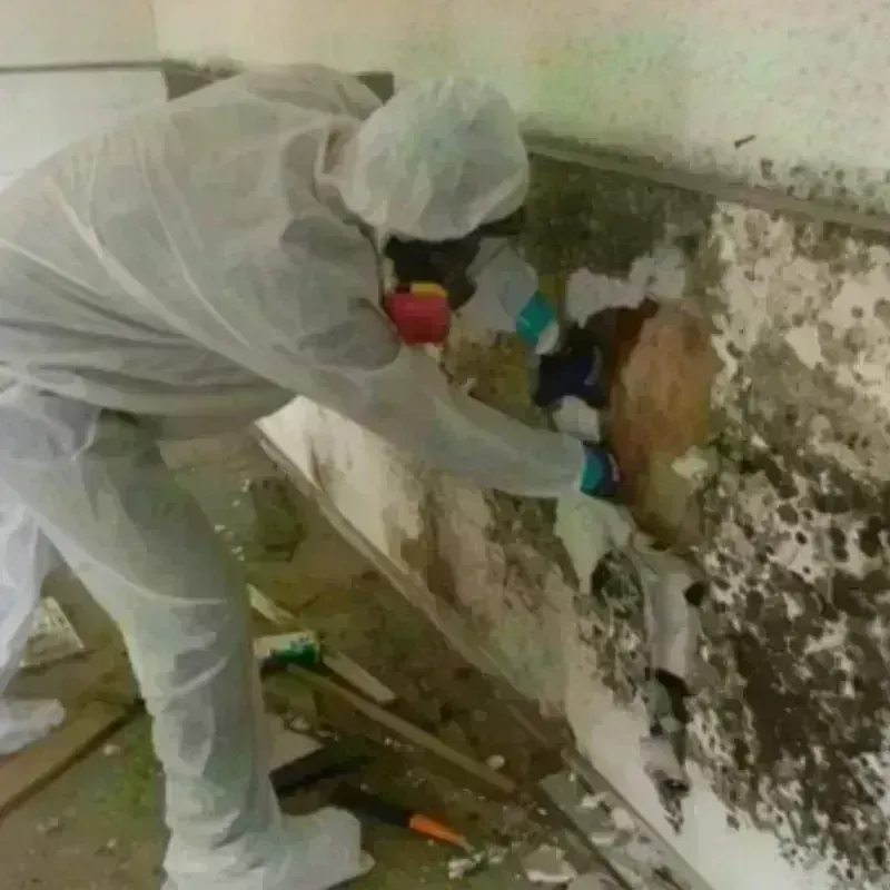 Mold Remediation and Removal in West Palm Beach, FL